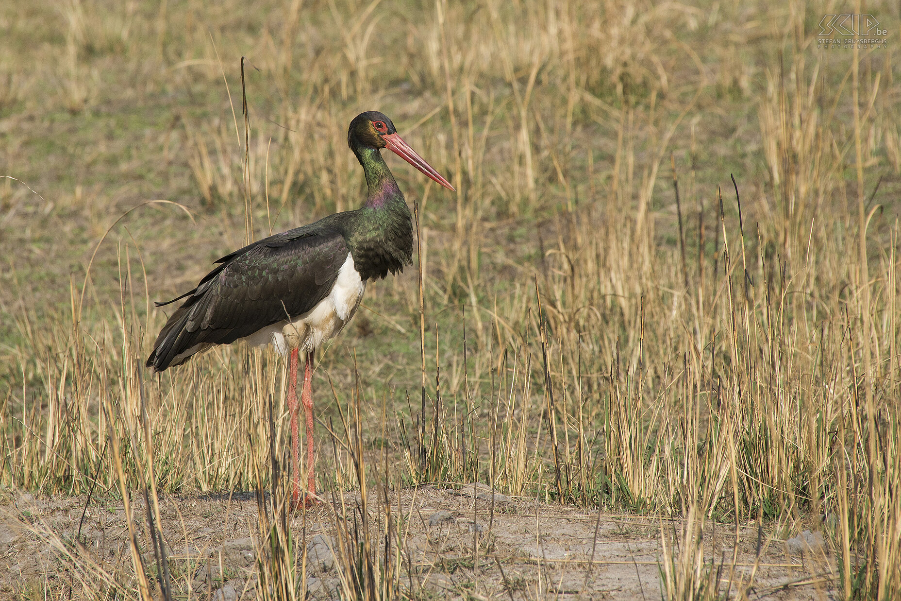 Bandhavgarh - Zwarte ooievaar  Stefan Cruysberghs